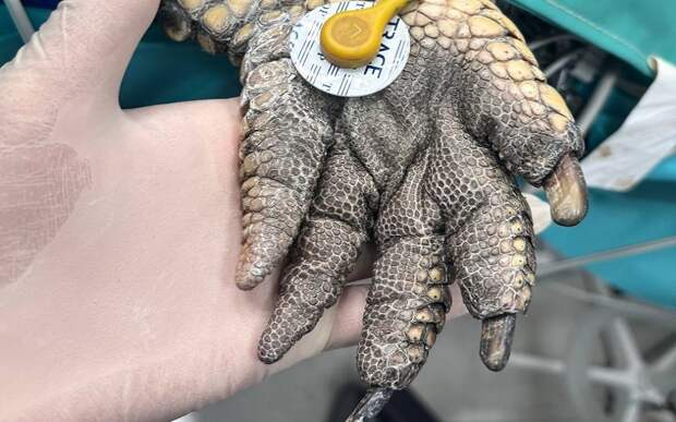 Рязанские ветеринары экстренно прооперировали крокодилицу Люсьен из цирка