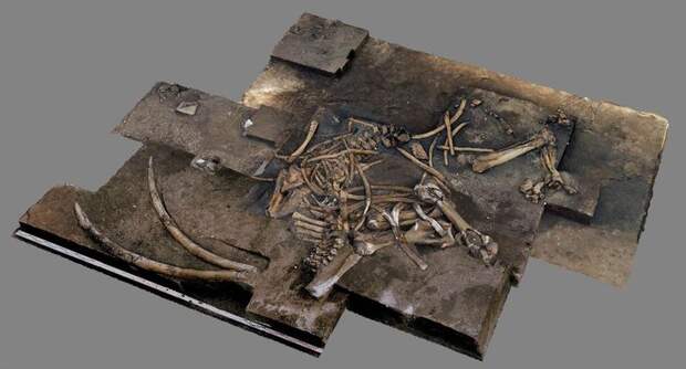На севере Германии обнаружили скелет прямобивневого лесного слона возрастом 300 тысяч лет