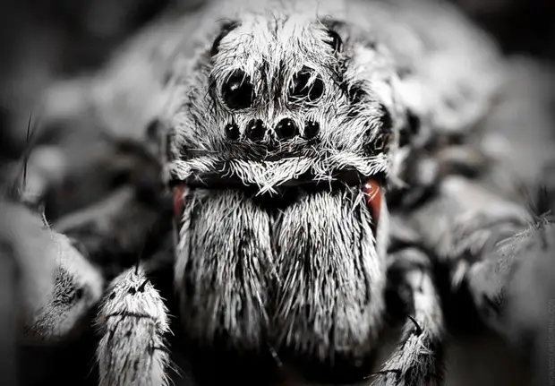 Фотография: Микромир Байкала №12 - BigPicture.ru