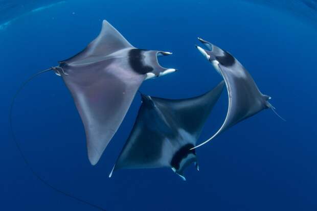 Захватывающие фото, победившие на ежегодном конкурсе подводной фотографии