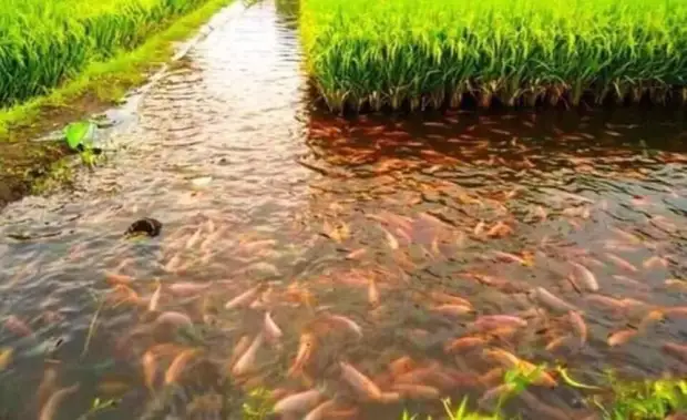 Основы государственности и долголетия. Японская культура питания: рис, рыба, этикет…