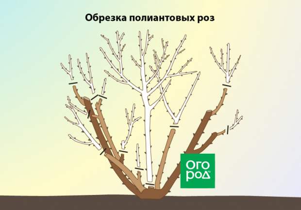 Обрезка полиантовых роз