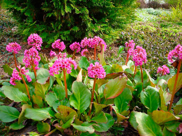 Многолетний садовый цветок Бадан (Bergenia)