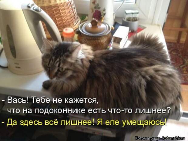 Лучшие котоматрицы недели
