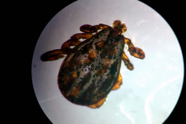 Эколог Марьинский: клещи Хиаломма могут бегать за людьми со скоростью муравья