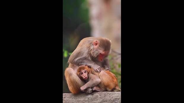 Video: TikVideo.App_7502535974375738679_hd.mp4