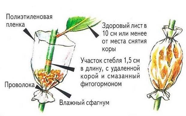 Уникальный способ размножения деревьев и кустарников.