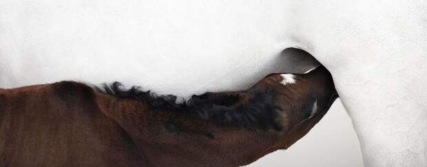 Грация прекрасных лошадей в фотопроекте Equus