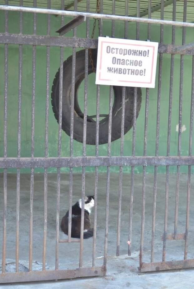 Город — по-настоящему опасное место WTF?, бетонные джунгли, в городе, город, необычно, опасное место, опасность, прикол