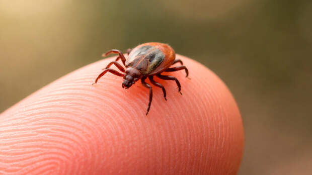 Роспотребнадзор выпустил рекомендации по защите детей от клещей