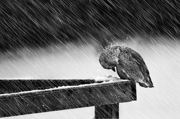 Животные зимой