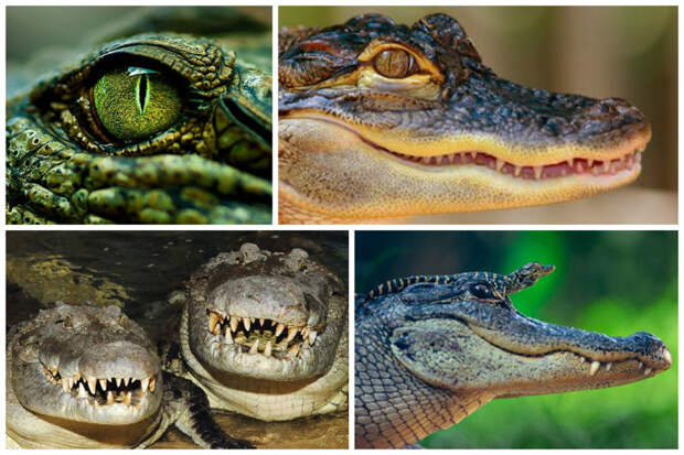 Часто крокодилы лежат подолгу с открытой пастью — так они охлаждаются. аллигатор, интересное, крокодил, природа, факты, фауна