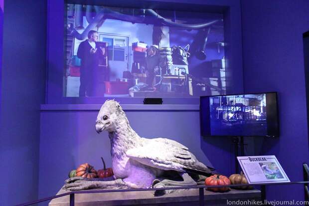 Музей маленького мальчика в очках HarryPotter 70 Музей маленького мальчика в очках
