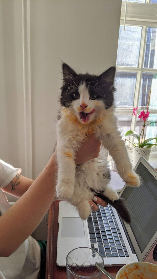 Милые испачканные едой мордочки котят и котиков
