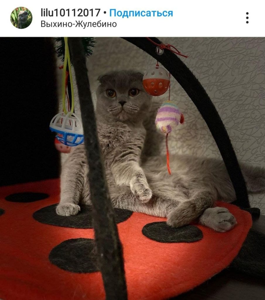 Фото дня: кошачье развитие в Выхине-Жулебине