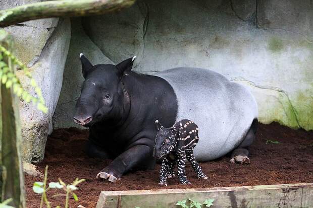 В немецком зоопарке родился редкий чепрачный тапир: видео