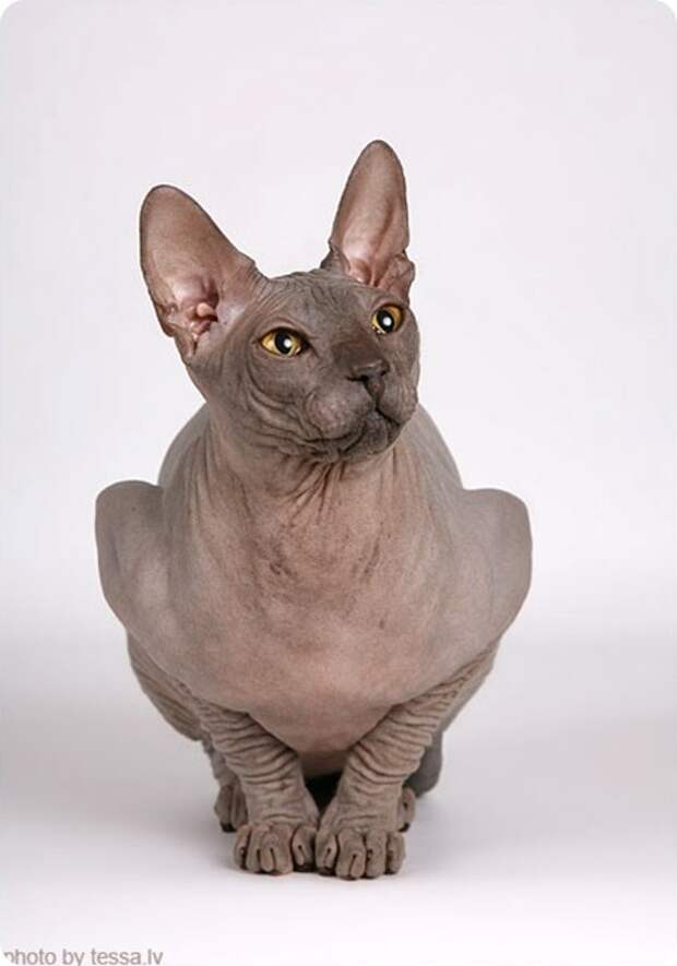 Донской сфинкс