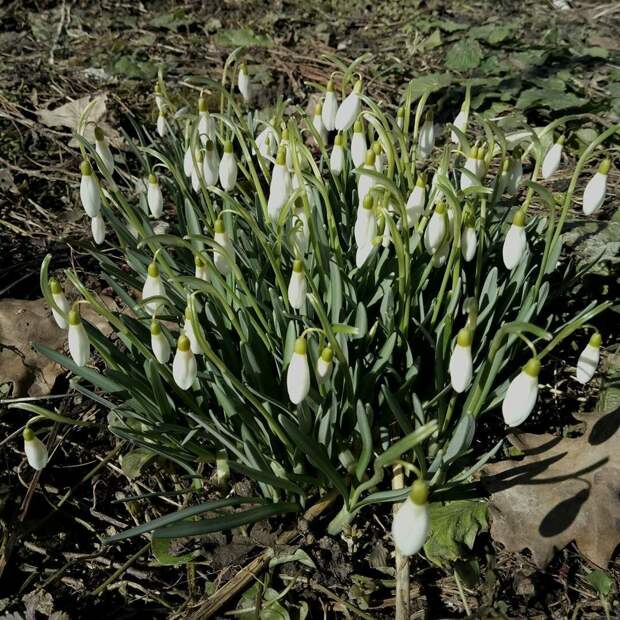 Первые цветы