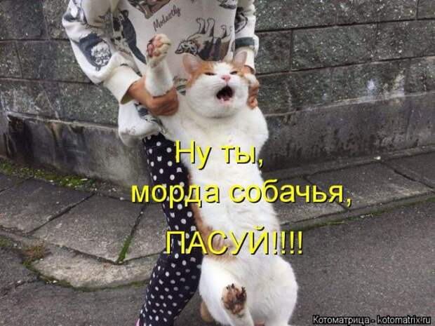 Лучшие котоматрицы недели (50 фото)