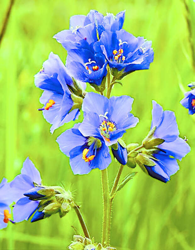 Лазоревый 7. Синюшник Лазоревый. Цветы лазоревые синие. Лазоревый махрововидный цветок. Лазоревый куст.