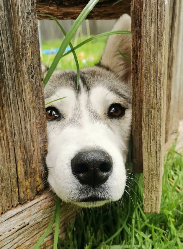 10+ фото любопытных собак, которые обожают подглядывать за людьми