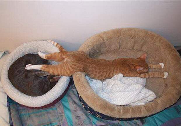 Как спят кошки / 23 фото
