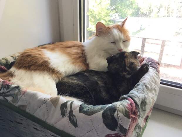 котенок обрел дом коты у окна