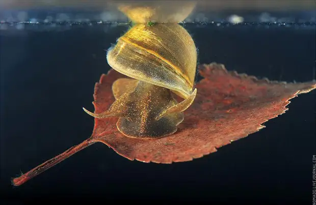 Фотография: Микромир Байкала №15 - BigPicture.ru