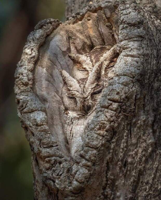 20 фото посмотрев которые вы поймете что фотограф настоящий счастливчик