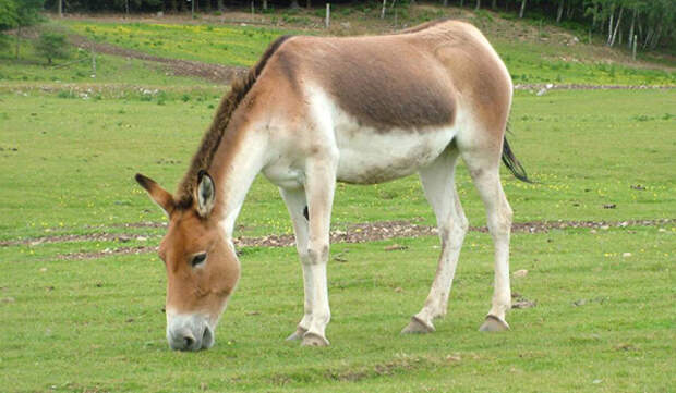 Фото: Кулан в Казахстане