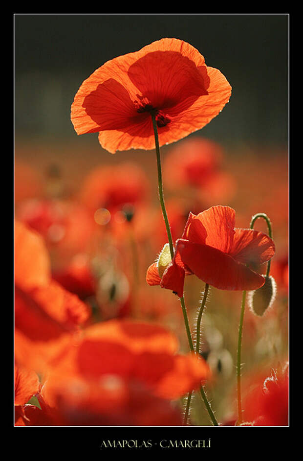 Amapolas / Poppies