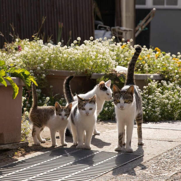 Кошки и в Японии кошки