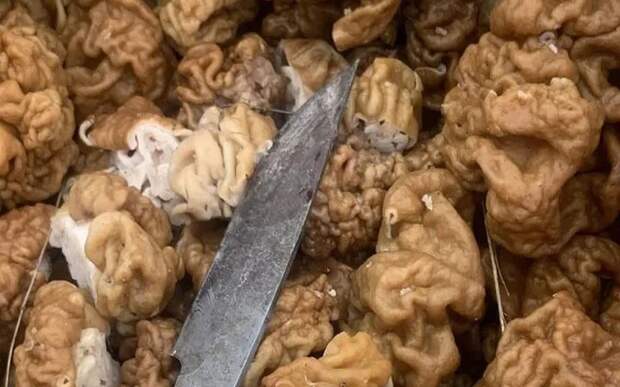 Корзина за три часа: рязанцы собирают сморчки