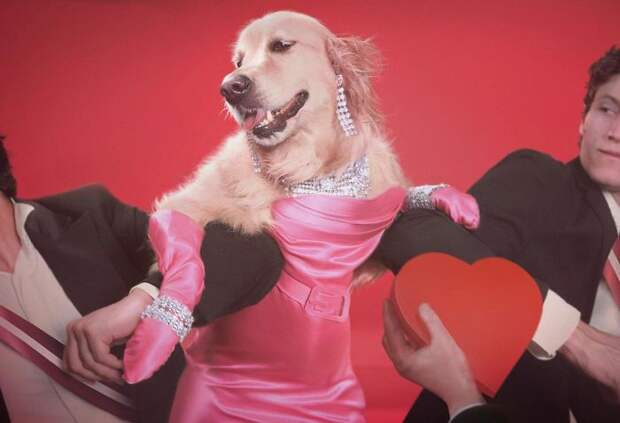 https://static.boredpanda.com/blog/wp-content/uploads/2018/07/iconic-madonna-scenes-dog-recreation-maxdonna-vincent-flouret-5b5ae482adde9__700.jpg