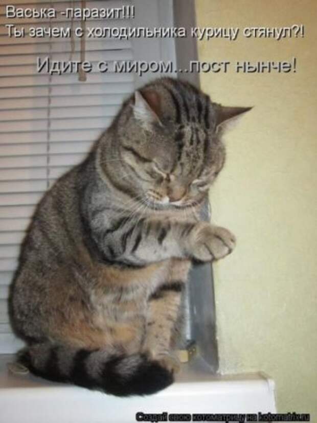 Котоматрицы....самые прикольные