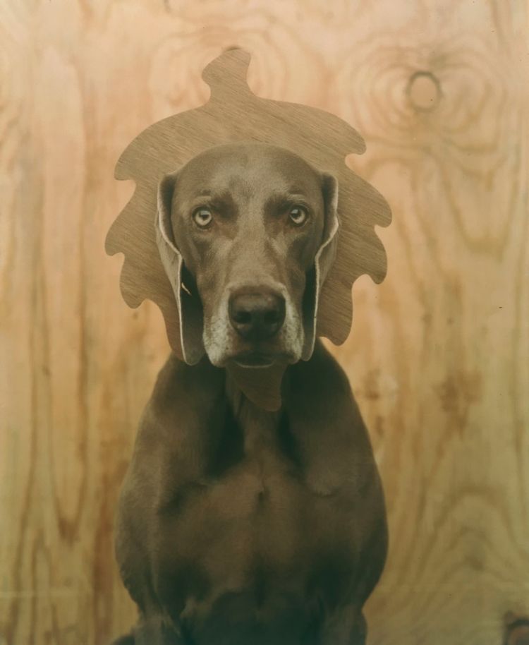 William Wegman - Man Ray