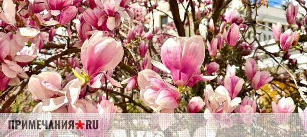 В Алупке расцвела старейшая в России магнолия