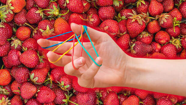 Тазами и без химии: как обычные резинки помогают клубнике созревать вдвое быстрее