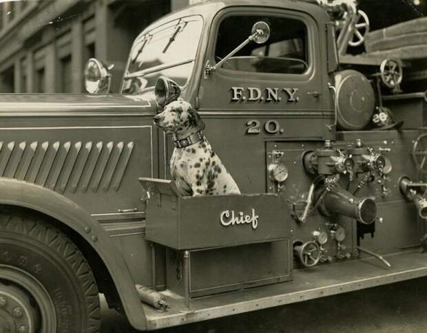 Вот такие сидения для собак-спасателей были придуманы на пожарных машинах Нью-Йорка в 1940-е года. история, ретро, фото