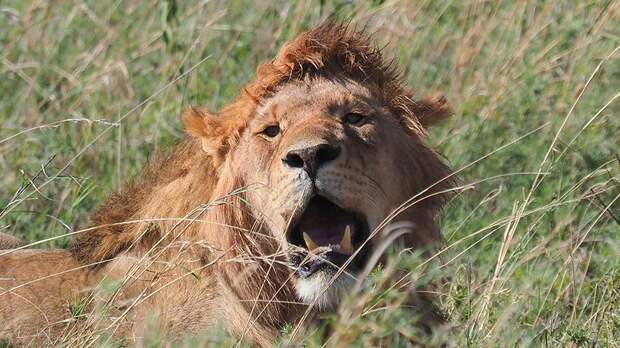 В Кении лев загрыз 14-летнюю девочку