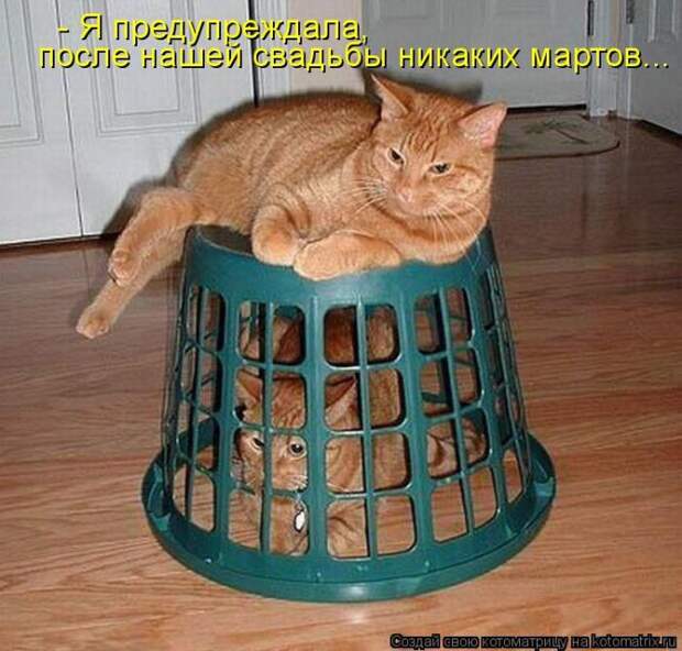 Лучшие котоматрицы недели (50 фото)