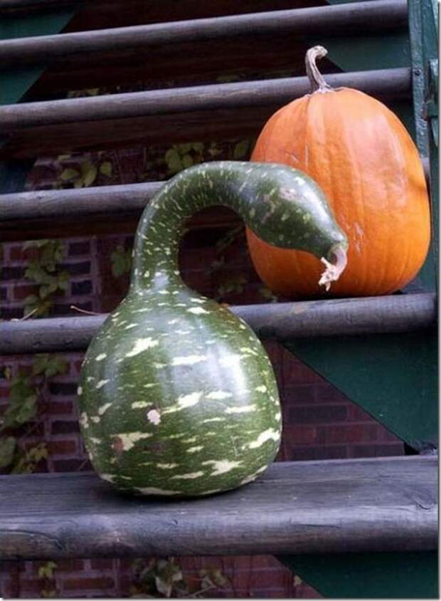 unusual-fruit-and-vegetables07