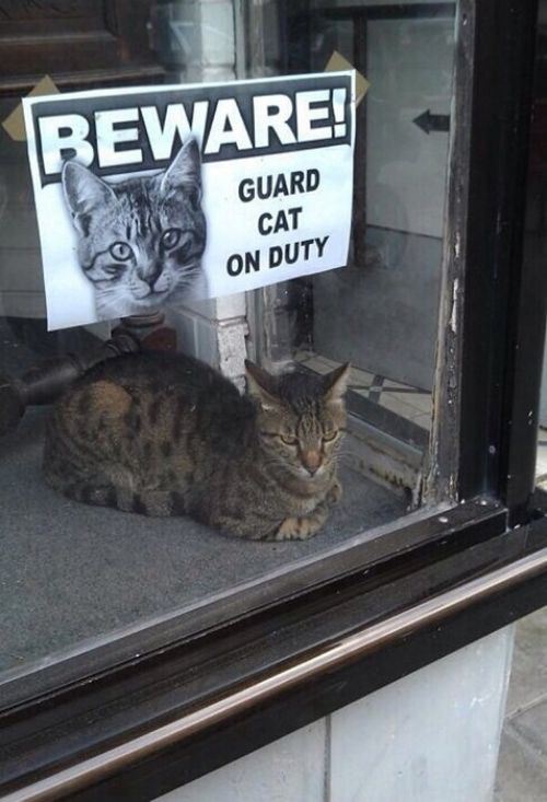 А вы любите кошек?