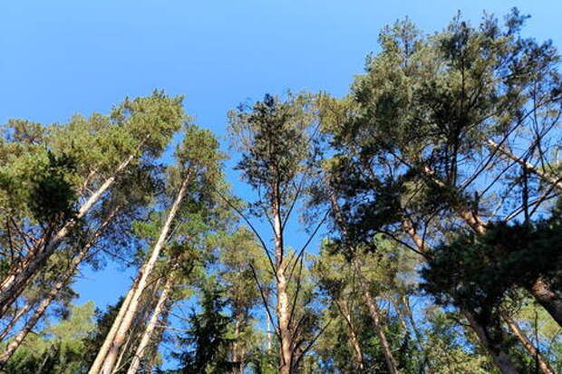 В Новороссийске, Геленджике и Сочи массово засыхают сосны. Почему это происходит?