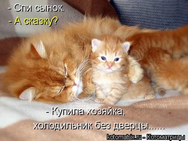 Котоматрица: - Спи сынок. - А сказку? - Купила хозяйка, холодильник без дверцы......