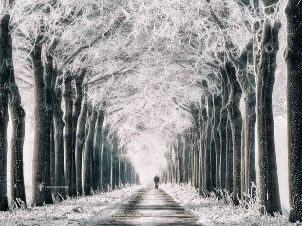 Лесные пейзажи голландского фотографа Ларса ван де Гура