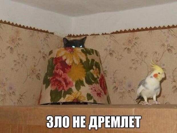 Прикольные картинки 24.08.17