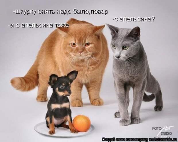 Смешная котоматрица