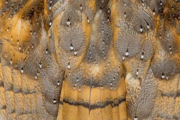 Амбарная сова — птица с великолепным оперением, которое напоминает о еде 