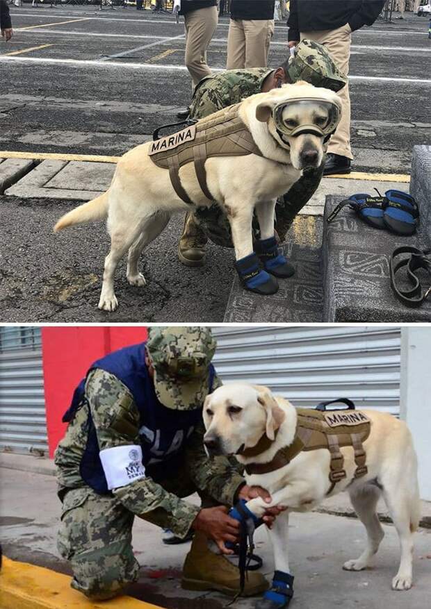 This Is Frida - The Good Girl Who Saved 52 People From Mexico